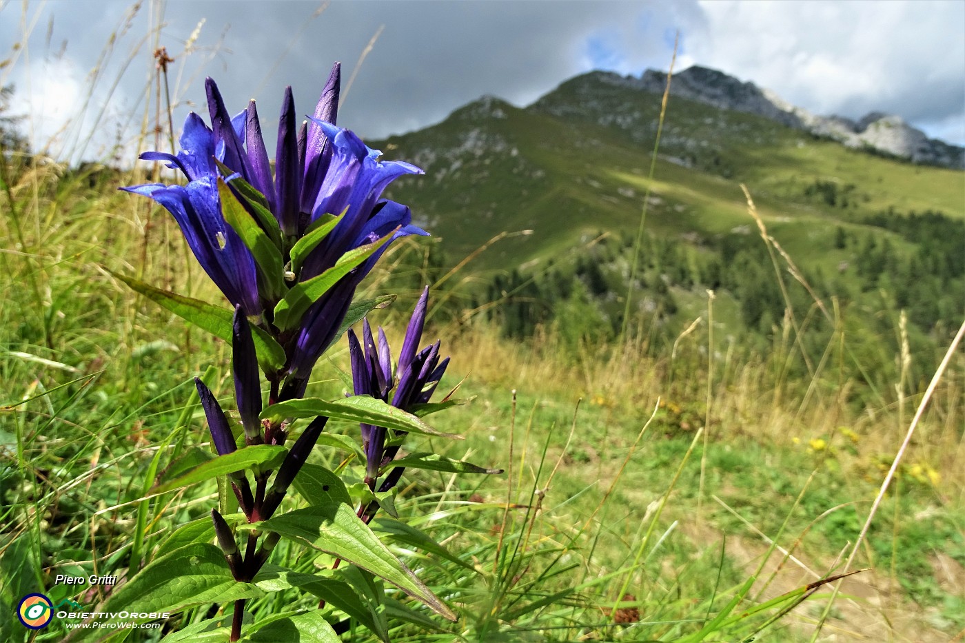 47 Fiori di genzianelle.JPG